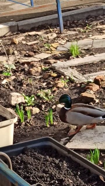 Утки дикие гуляют во дворе в Самаре