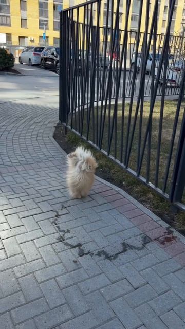 ТГК: Психогенетик