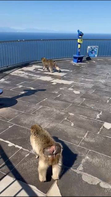 🐒Гибралтар смотровая площадка🙉