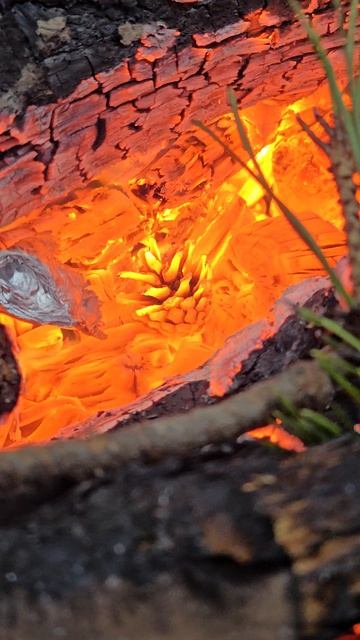 Шишка Шашлыки