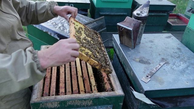 Влияние холодов на развитие пчел.18 апреля.