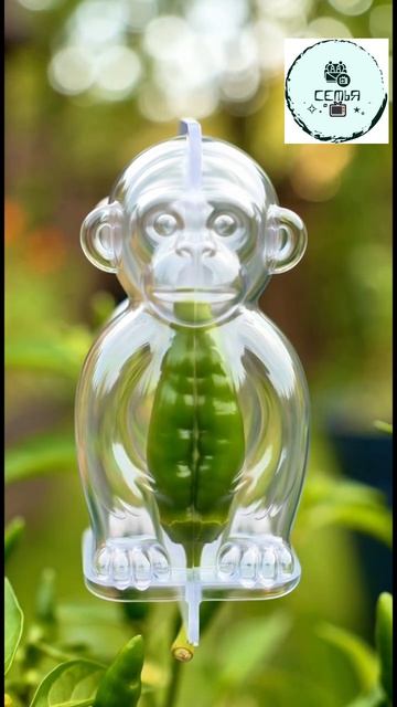 КАК ВЫРАСТИТЬ ОБЕЗЬЯНКУ ИЗ ПЕРЧИКА