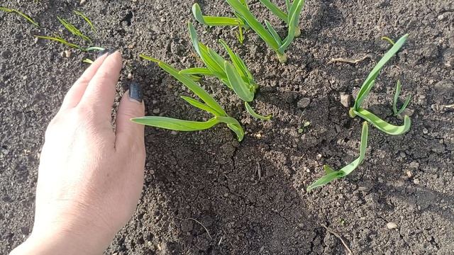 Что уже выросло в саду. 18.04.26 г.