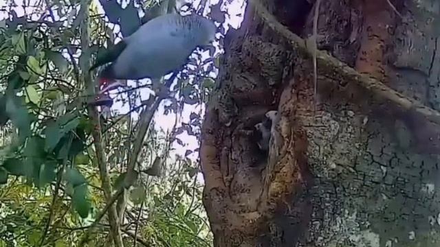 Краснохвостые жако (Psittacus Erithacus Erithacus)