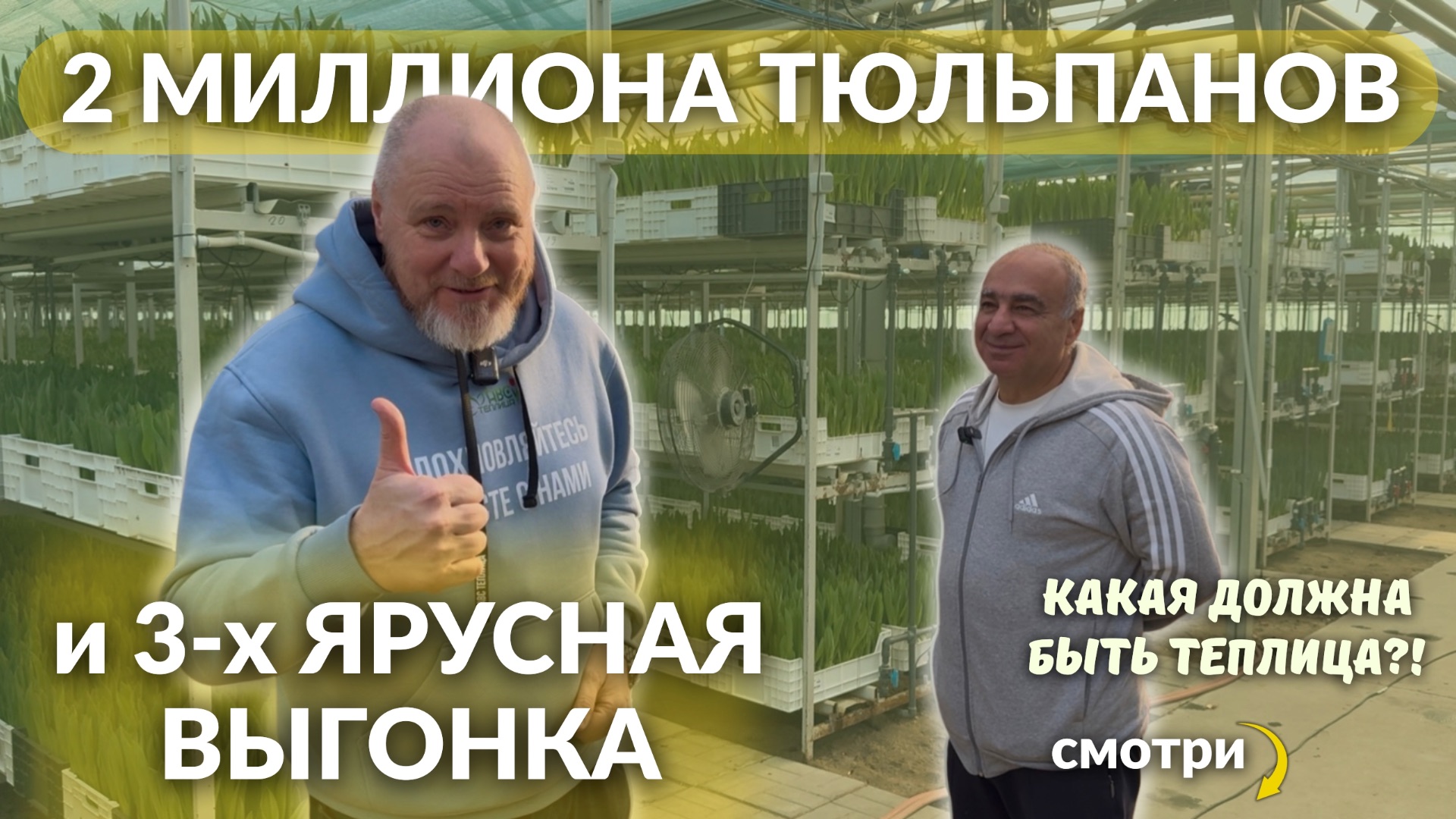 2 млн тюльпанов на 3-ярусной выгонке. Обзор теплицы. Честно про сбор и сбыт  без прикрас.