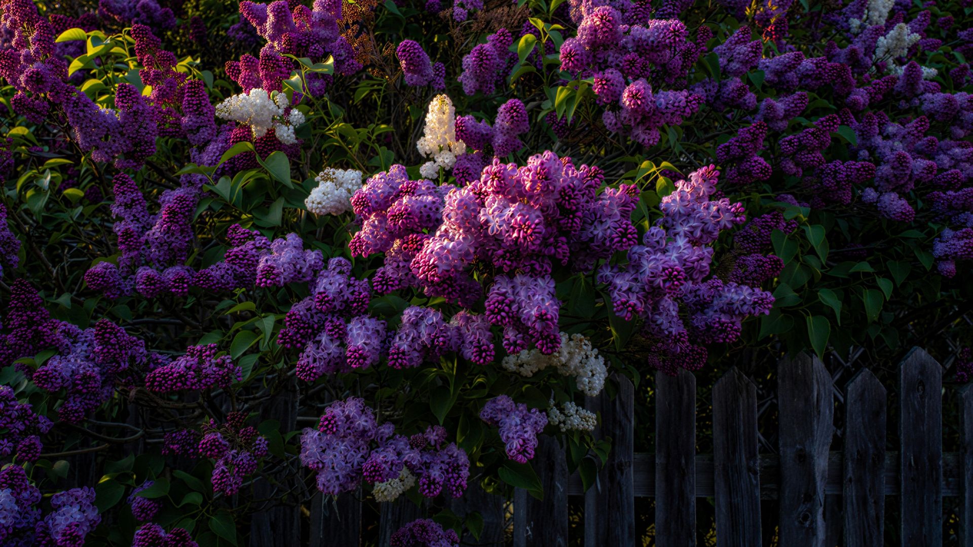 ✧ Спокойная фоновая  музыка для учебы, работы, сна и расслабления | Сиреневая радуга