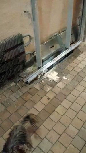 Мы идём гулять с собакой! | 19-апр-2026