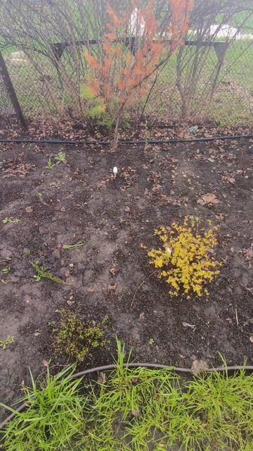 Как не нужно делать с крупнолистными гортензиями 😅#гортензия #крупнолистнаягортензия #питомникрас