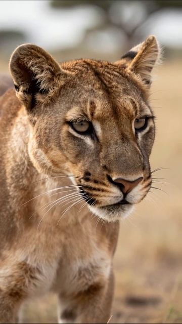 Погружение в мир львиц #ливы #дикоеплемя #природа