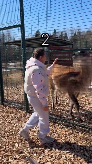 За морковку