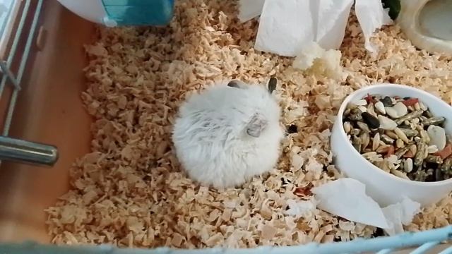 Метруся. 19.04.2026.