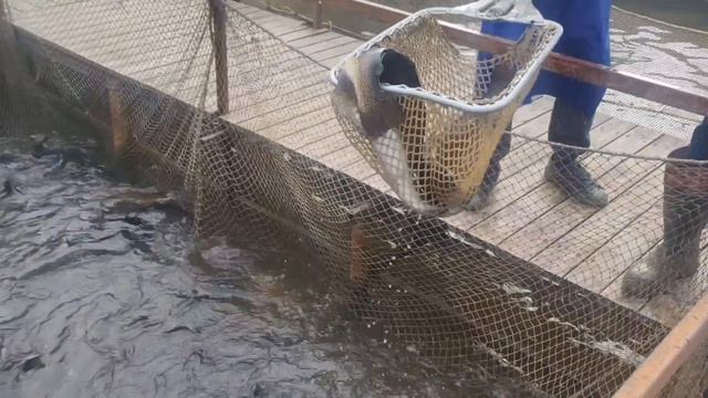 запуск форели