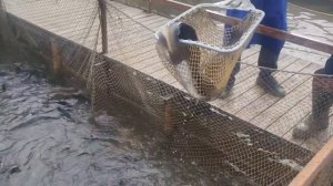 запуск форели