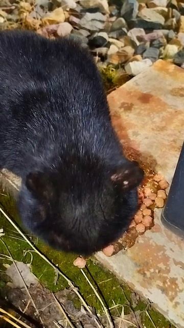 Чернышь Обжорик Оголодал