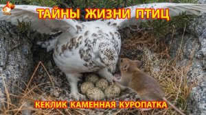 Тайны жизни птиц в природе – Куропатка каменная