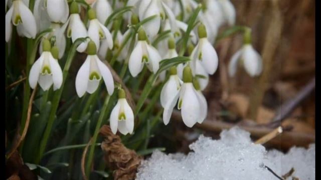 19 апреля - День подснежника самых первых  нежных цветочков, выходящих из-под снега
