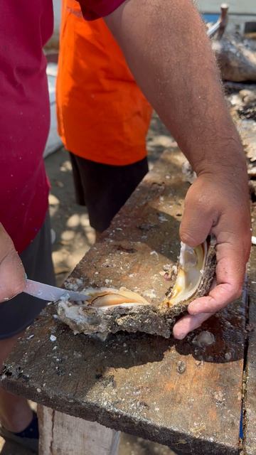 Свежайший улов прямо с океана — рыбаки в Саюлите открывают устриц прямо на пляже. 🌊🦪
