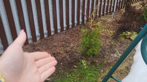 Дачные дела 18 апреля 2026/Идёт похолодание/Как перезимовали туи из семян