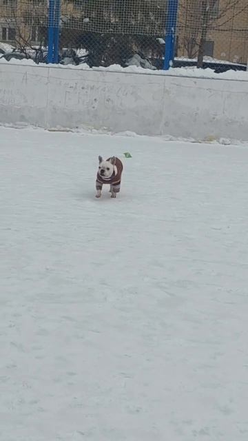 🌿 Французский бульдог Рафаэль🍀🏠❗Пост в описании 🎥 #бульдог #собака #любовь #французский бульдог