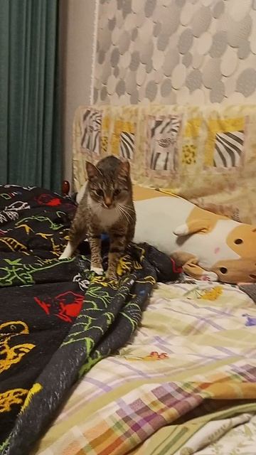 в мире Сони