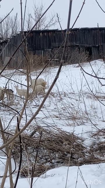 Козы атакуют забор 😄