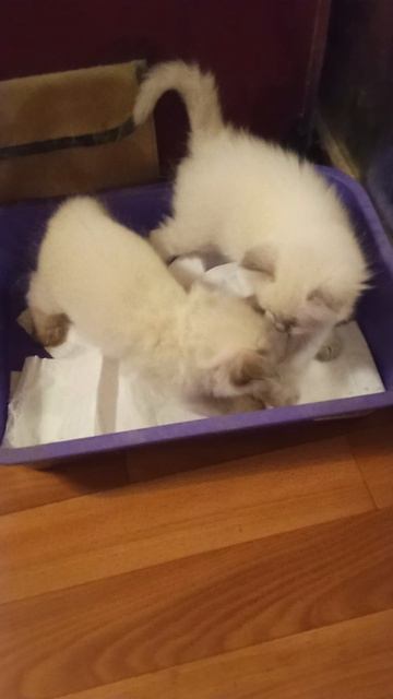 Приучение котят в возрасте один месяц к лотку!🐱