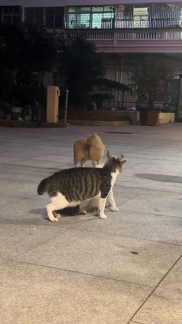 СМЕШНЫЕ КОТЫ 😺 2026 ЛУЧШИЕ ПРИКОЛЫ С КОТАМИ ,КОШКАМИ ,ЖИВОТНЫЕ,СМЕШНЫЕ ВИДЕО