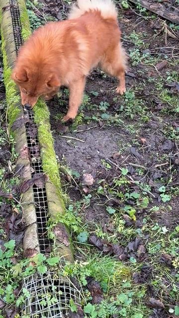 ХОРЕК через сетку The POLECAT In Mesh Tunnel