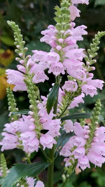 Танцующие свечи физостегии 🕯️🌸