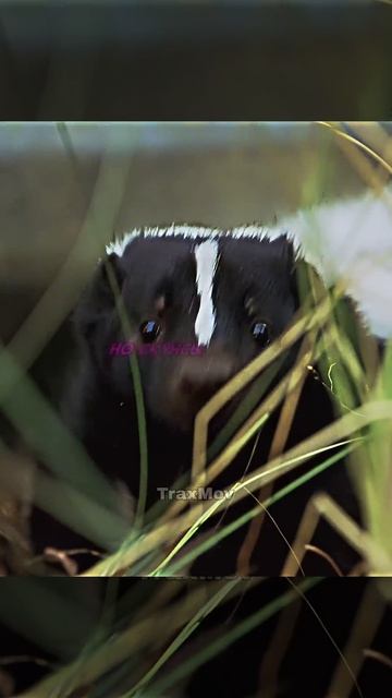 Он остановил трассу… ради этого 😱 _ Крокодил Данди 2 #кино #фильм #эдит