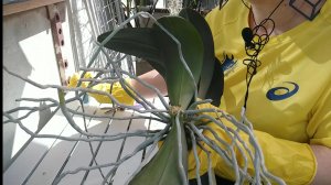 Пересадка орхидеи в уголь. Уголь ХОРОШИЙ грунт для орхидей.