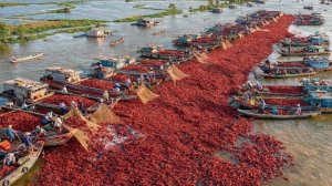 Китай превратил катастиофу с раками в масштабную индустрию, которая поразила Европу.