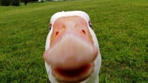 набор приколов