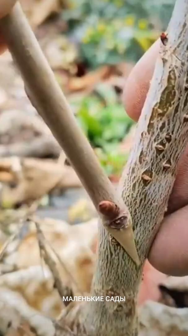 Когда я это делаю у тебя становятся нервные нервы | Маленькие Сады