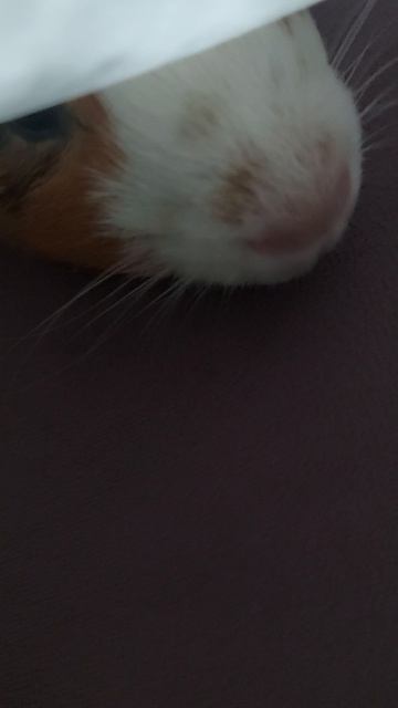 Мои морские свинки обзор