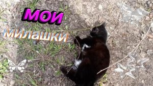 Знакомство с моими маленькими . Как вам мои пушстики