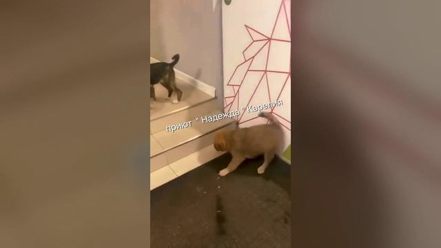 Это видео невозможно смотреть без слёз