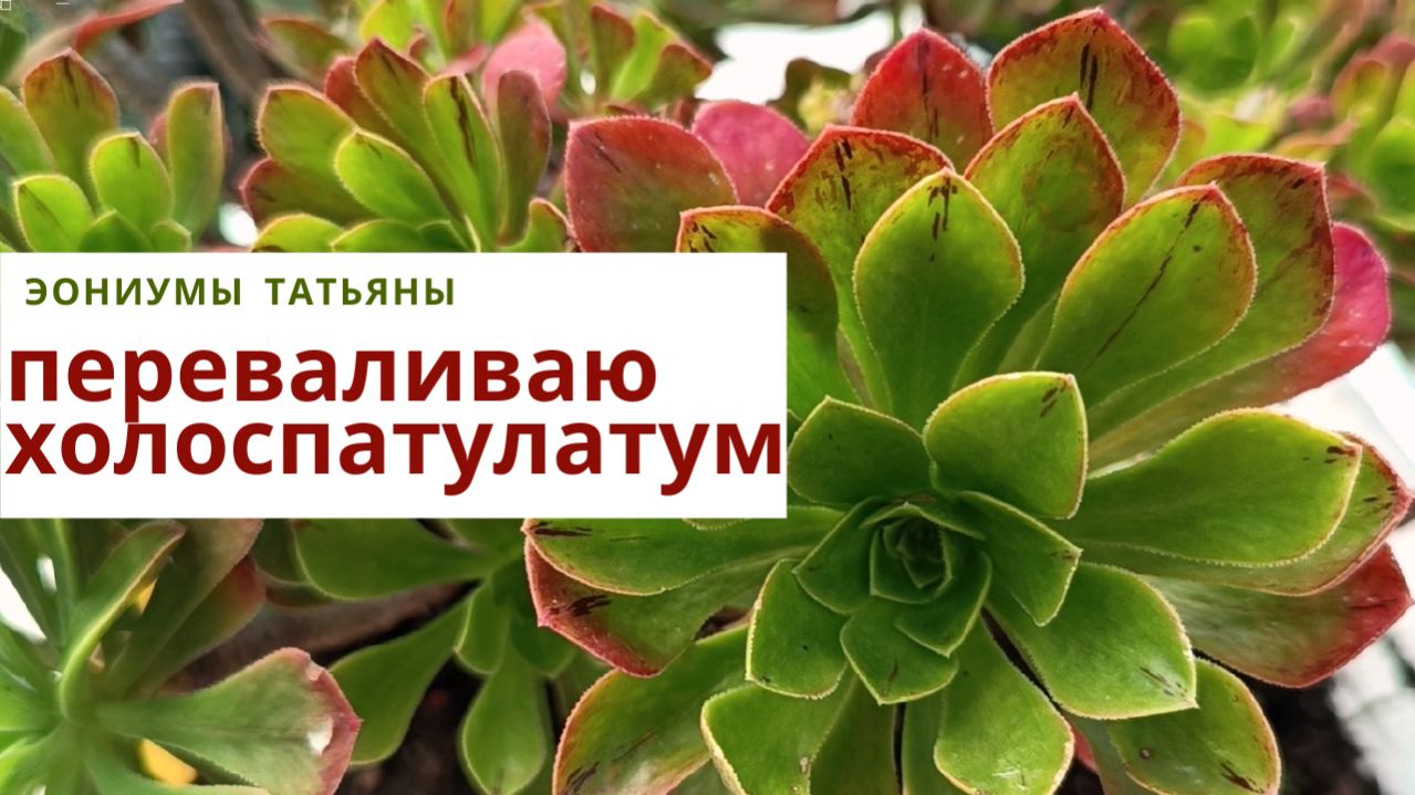 Пересаживаю эониум холоспатулатум