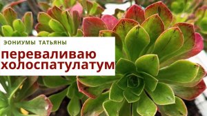 240. Пересаживаю эониум холоспатулатум