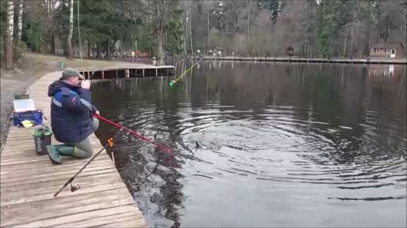 Поимки форели на закидушку, спиннинг и бомбарду. Клёвое место, Лосиный остров, нижний водоём.