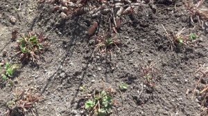 2363. ВПЛ. Клубника,обработка весной.