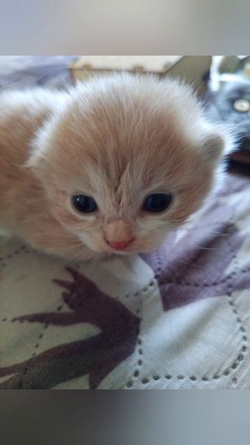 Подборка с персиком 🍑 😺