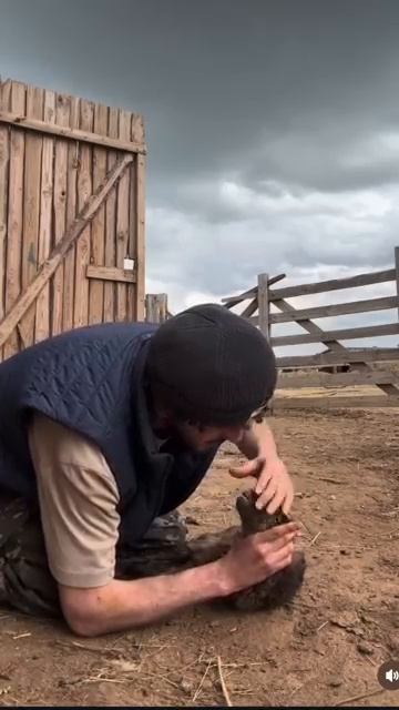 Заведую не только родильным но и реанимацией подписку и лайк заслужил спасение animals [get.gt] смотреть онлайн