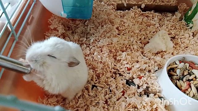 Метруся. 19.04.2026