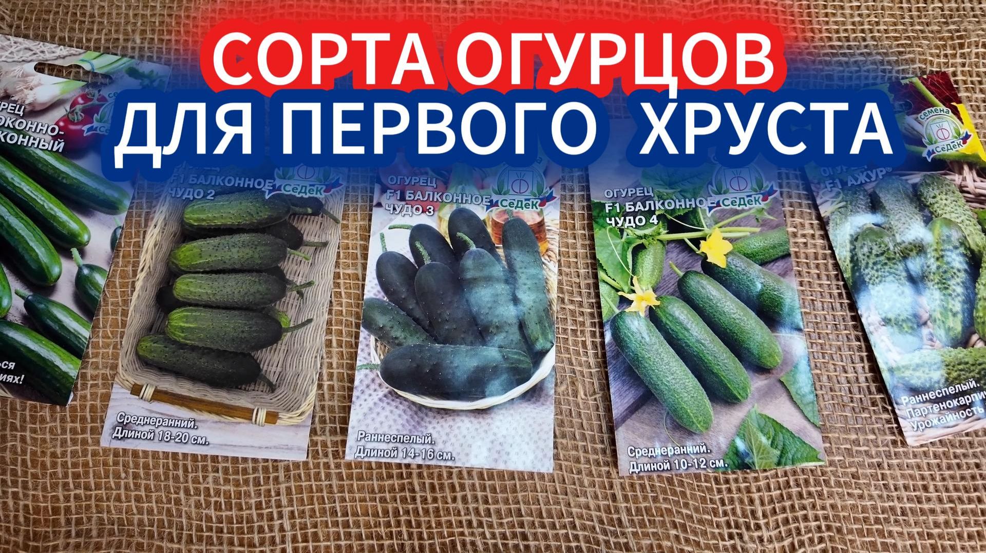 Сорта огурцов для самого раннего урожая: созревают за 40 дней.