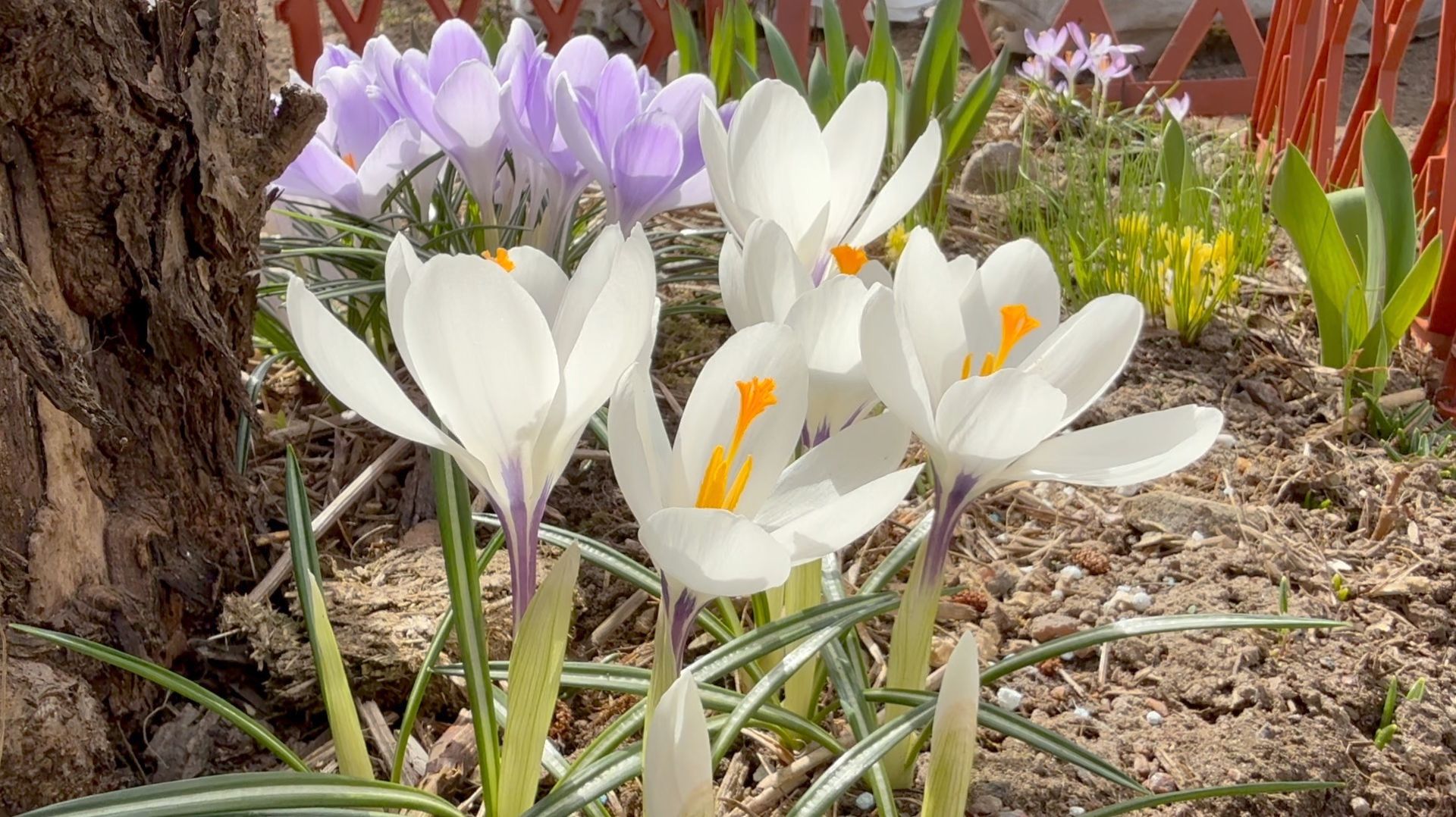 Апрель в Саду 14 апреля 2026