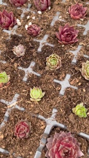 Молодильный детский сад #молодило #семпервивум #сад