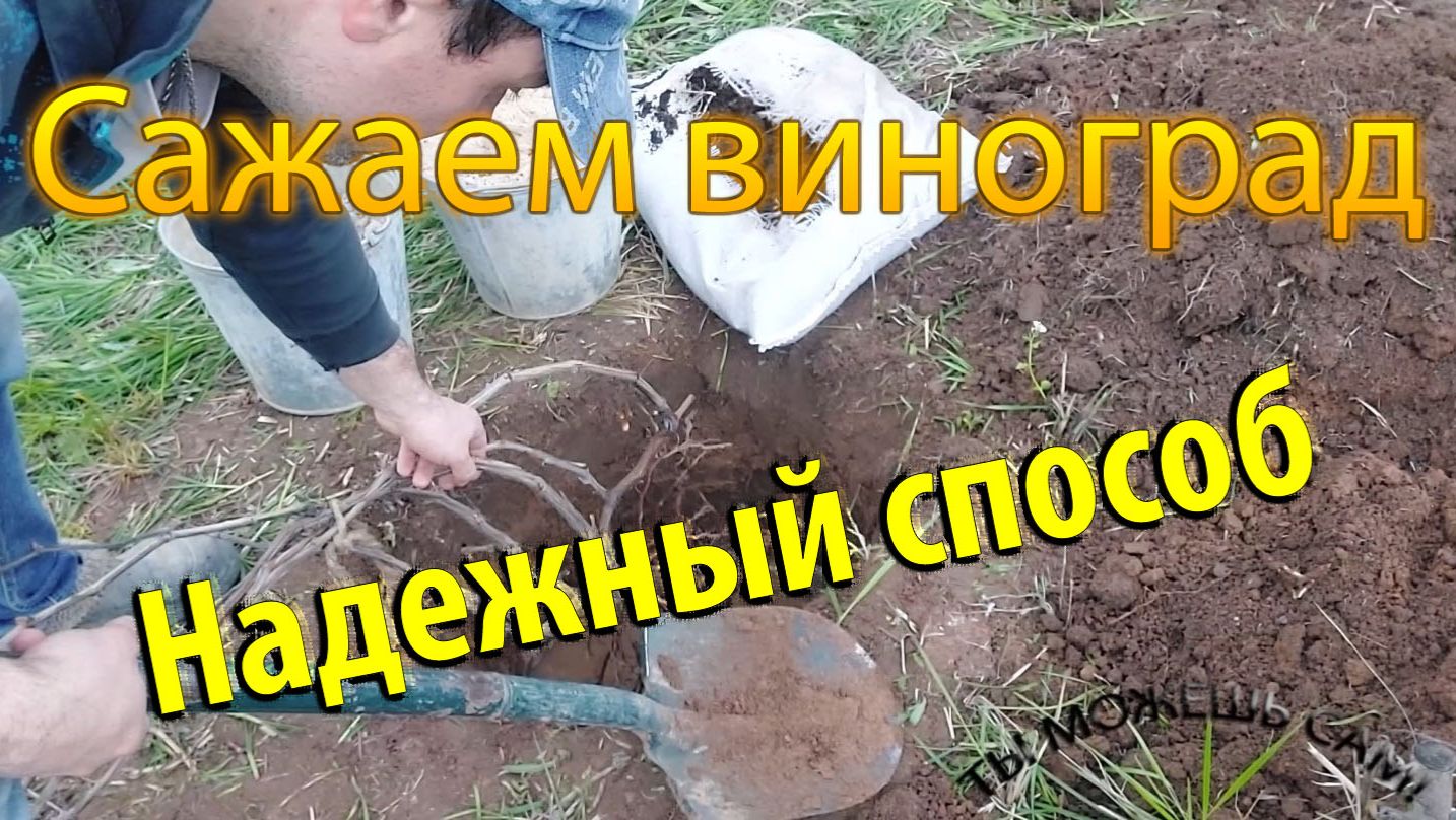 Как посадить виноград весной. Простой и надежный способ