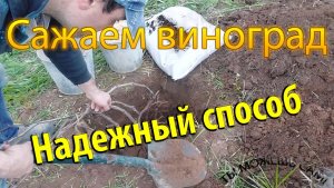 Как посадить виноград весной. Простой и надежный способ