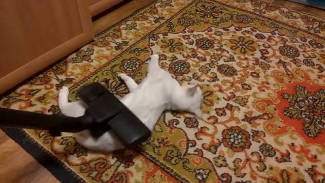 Бурмилла на массаже